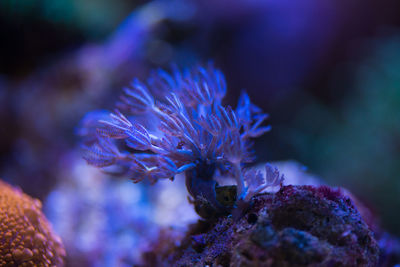 Close-up of coral in sea