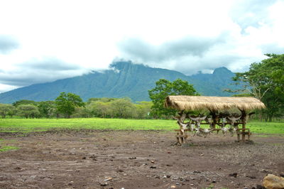 View of sheep on field against sky