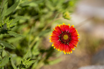 Close-up of red flowering plant on field