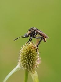 Close-up of insect on flower