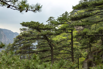 Trees in forest against sky