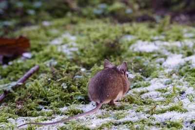 Close-up of rat on field during winter