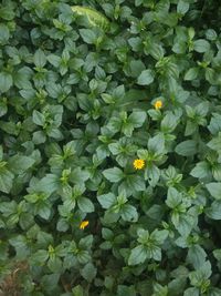 Flowers blooming outdoors