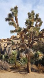 Palm trees growing in desert