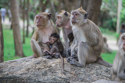 Monkey sitting on rock