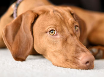 Close-up portrait of dog resting