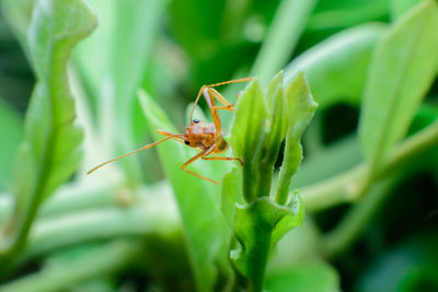 Close-up of ant on leaf