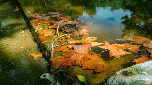 High angle view of autumn leaves floating on lake