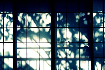 Trees shadow on window