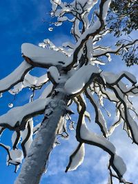 Low angle view of snow covered tree against blue sky