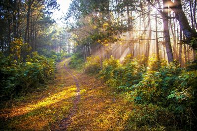 Sun shining through trees in forest