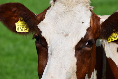 Close-up of cow