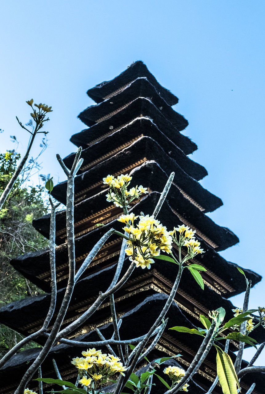 LOW ANGLE VIEW OF POTTED PLANT AGAINST CLEAR SKY