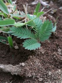 Close-up of plants