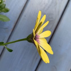 Close-up of yellow flower