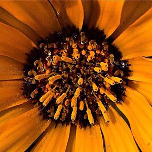 Full frame shot of yellow flower