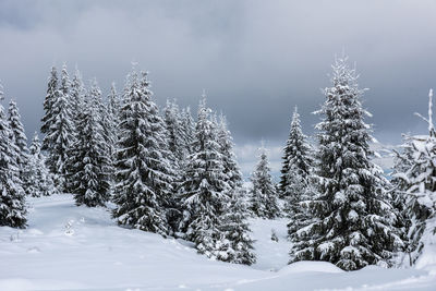 Snow covered trees on land against sky