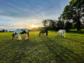 Horses on field
