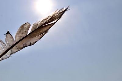 Low angle view of feather against sky