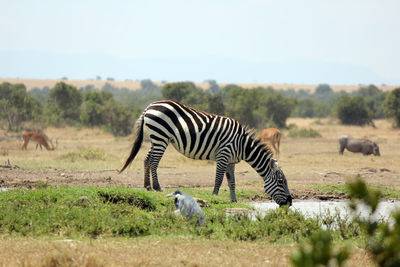 Animals on field against sky