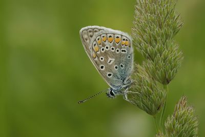 Close-up of butterfly on plant