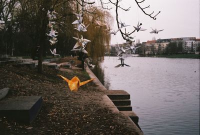 View of birds in the lake