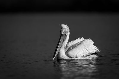 pelican