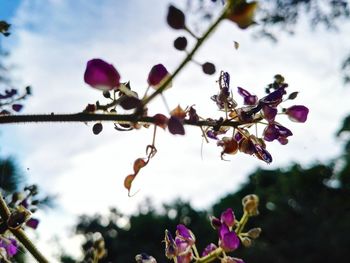 Close-up of plant against sky