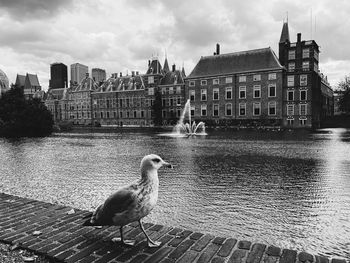 View of seagull by river against buildings in city