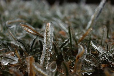 Close-up of frozen plant on field