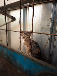 Cat sitting in a cage