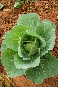 High angle view of plant growing on field