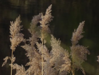 Close-up of plants