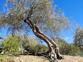 Low angle view of bare tree against clear blue sky