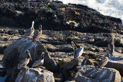 Flock of birds on rock at beach