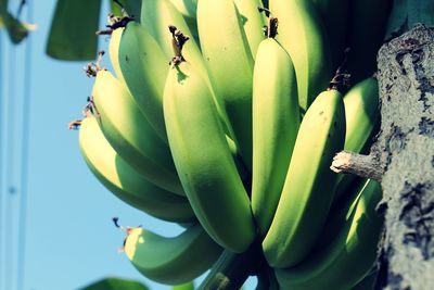 Close-up of banana tree