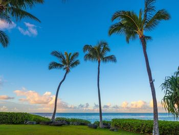 Palm trees on beach against blue sky