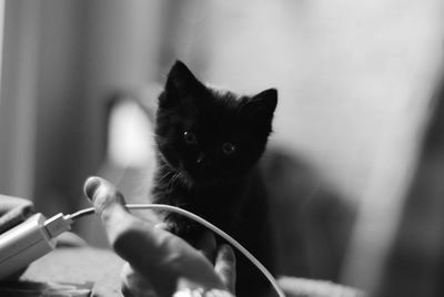 Close-up of hand holding kitten