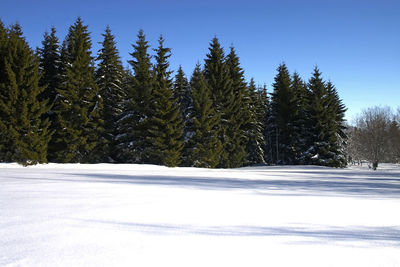 Scenic view of trees on snow covered land against clear sky