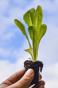 Midsection of person holding plant against sky