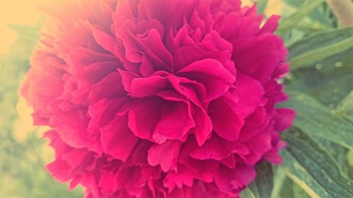 Close-up of pink rose