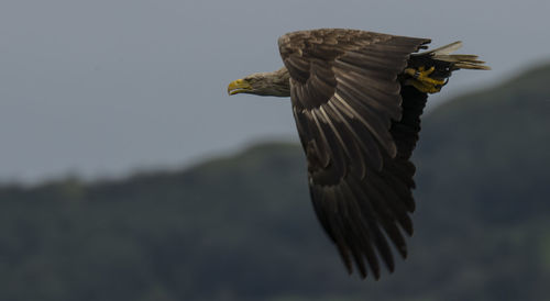 Low angle view of sea eagle flying against clear sky