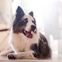 Close-up of a dog looking away