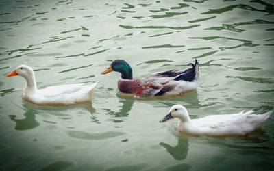 Swans swimming in lake