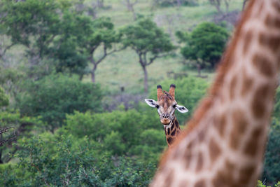 Close-up of giraffe by tree