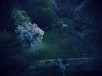 High angle view of trees in forest