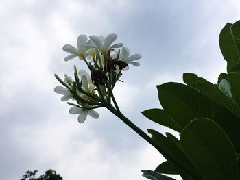 Low angle view of flowering plant against sky