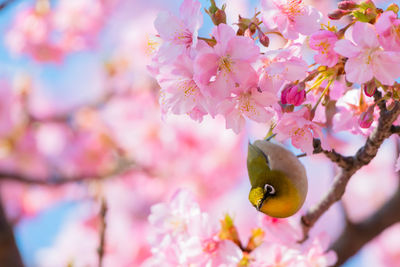 Close-up of cherry blossoms in spring