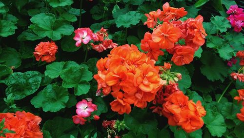 Close-up of pink flowers blooming outdoors