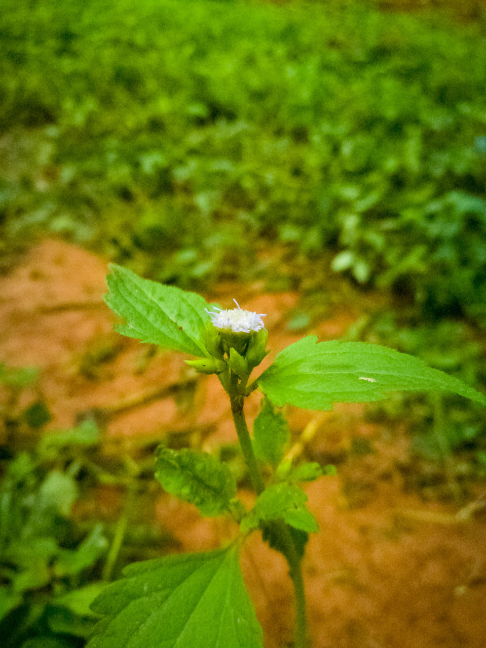 leaf, green color, plant, close-up, green, growth, stem, selective focus, bud, focus on foreground, nature, fragility, freshness, springtime, flower, botany, new life, beauty in nature, in bloom, day, outdoors, plant life, no people, blossom, tranquility